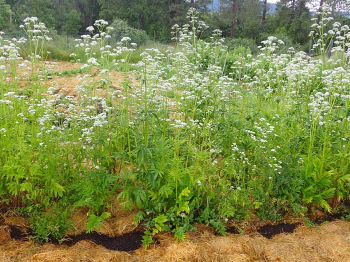 VALERIAN --Valeriana officinalis 'Select'--