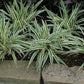 Dianella tasmanica 'Variegata' --Variegated Flax Lily--