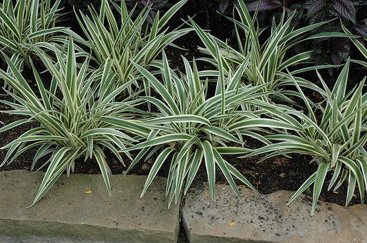 Dianella tasmanica 'Variegata' --Variegated Flax Lily--
