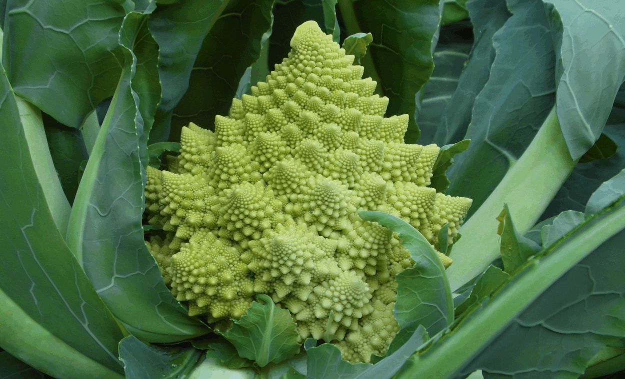 CAULIFLOWER 'Veronica'