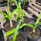 Crinum --Infusion Lily--