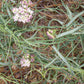 Funastrum cynanchoides --Climbing Milkweed Vine--