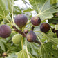 FIG 'Violette de Bordeaux' --Ficus carica--