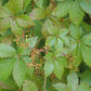 Parthenocissus quinquefolia --Virginia Creeper--