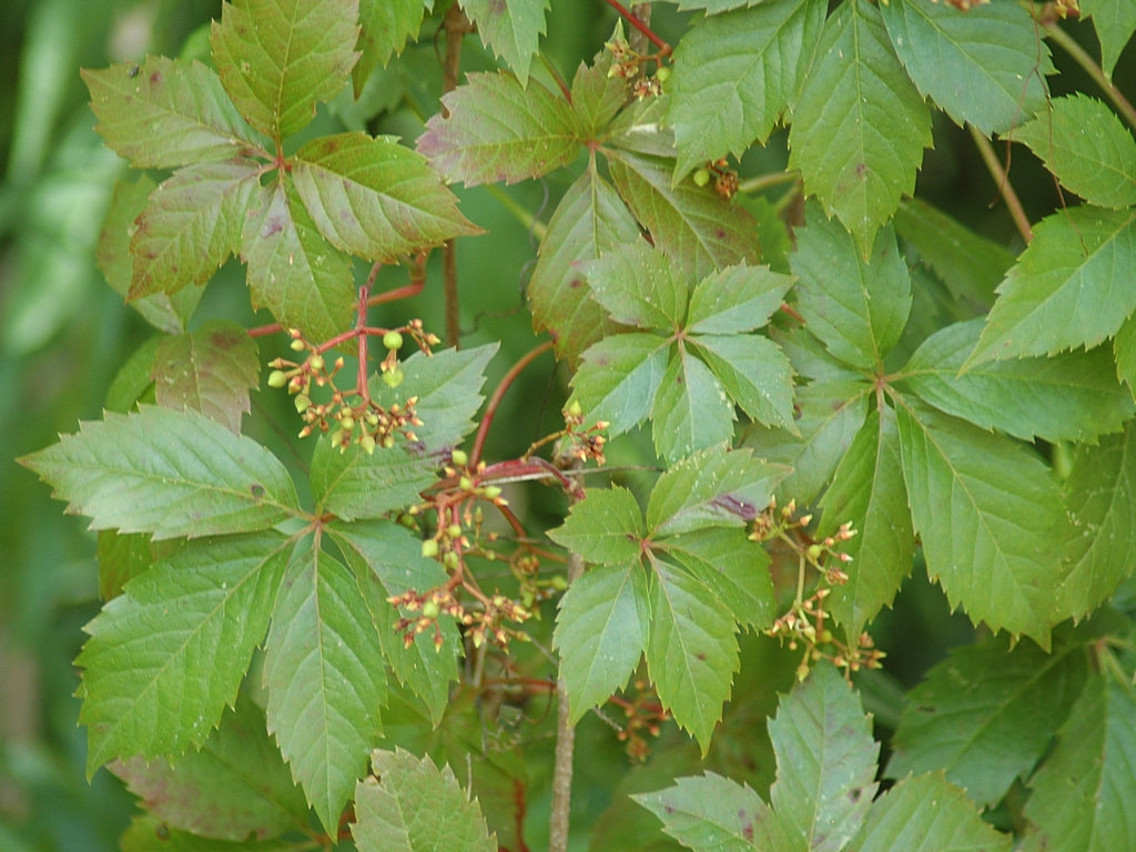 Parthenocissus quinquefolia --Virginia Creeper--