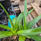 Crinum --Kim Maureen Lily--