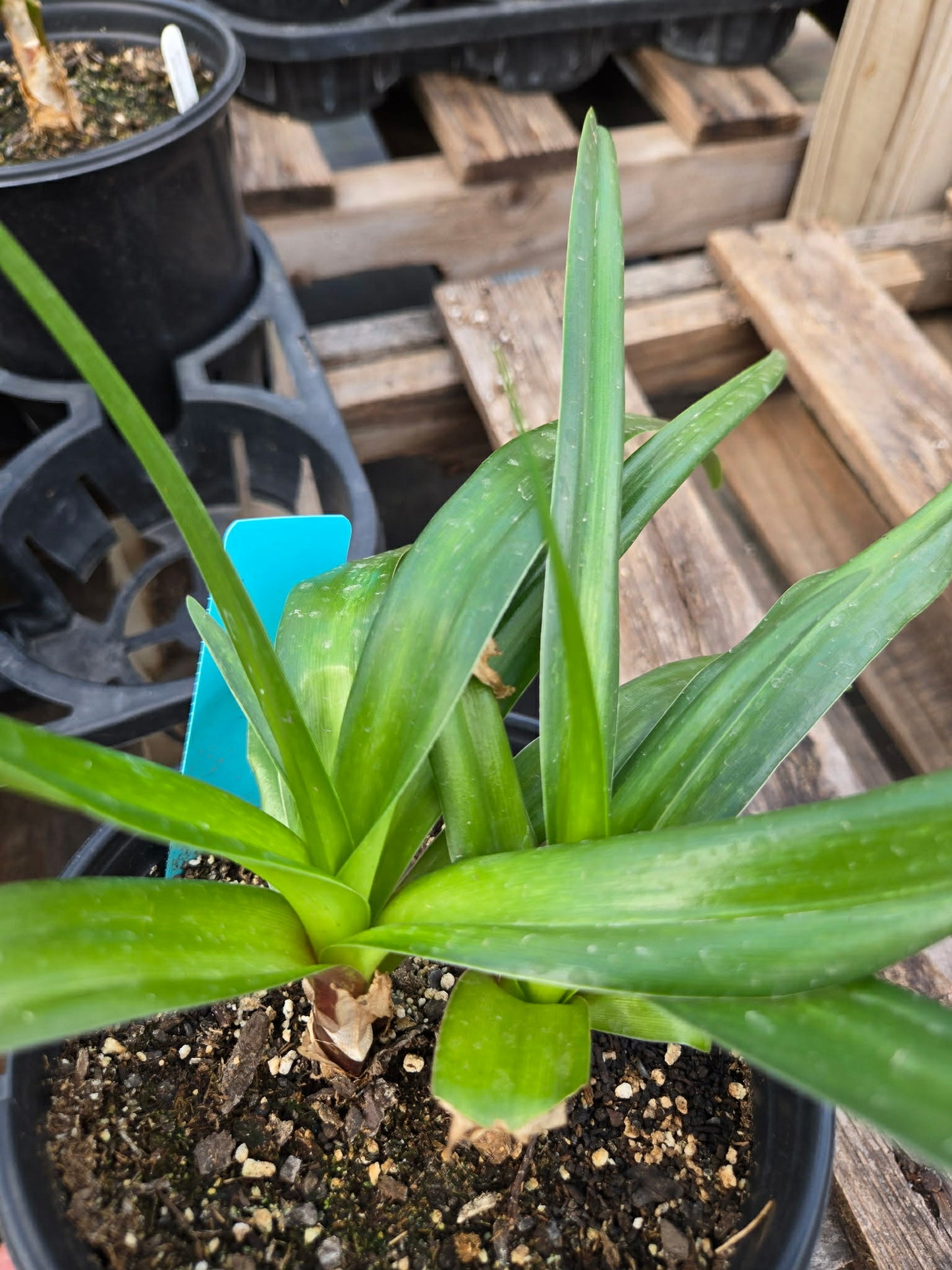 Crinum --Kim Maureen Lily--