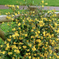 Gelsemium sempervirens --Carolina Jessamine--