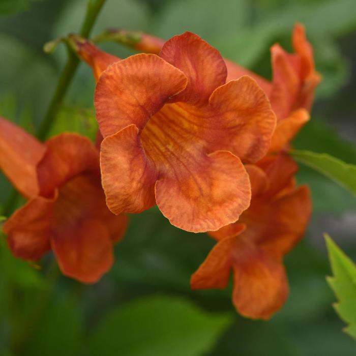 Tecoma alata --Dwarf Orange Esperanza--