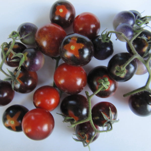 TOMATO 'Blue Berries'