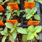 BASIL 'Cinnamon' --Ocimum basilicum--