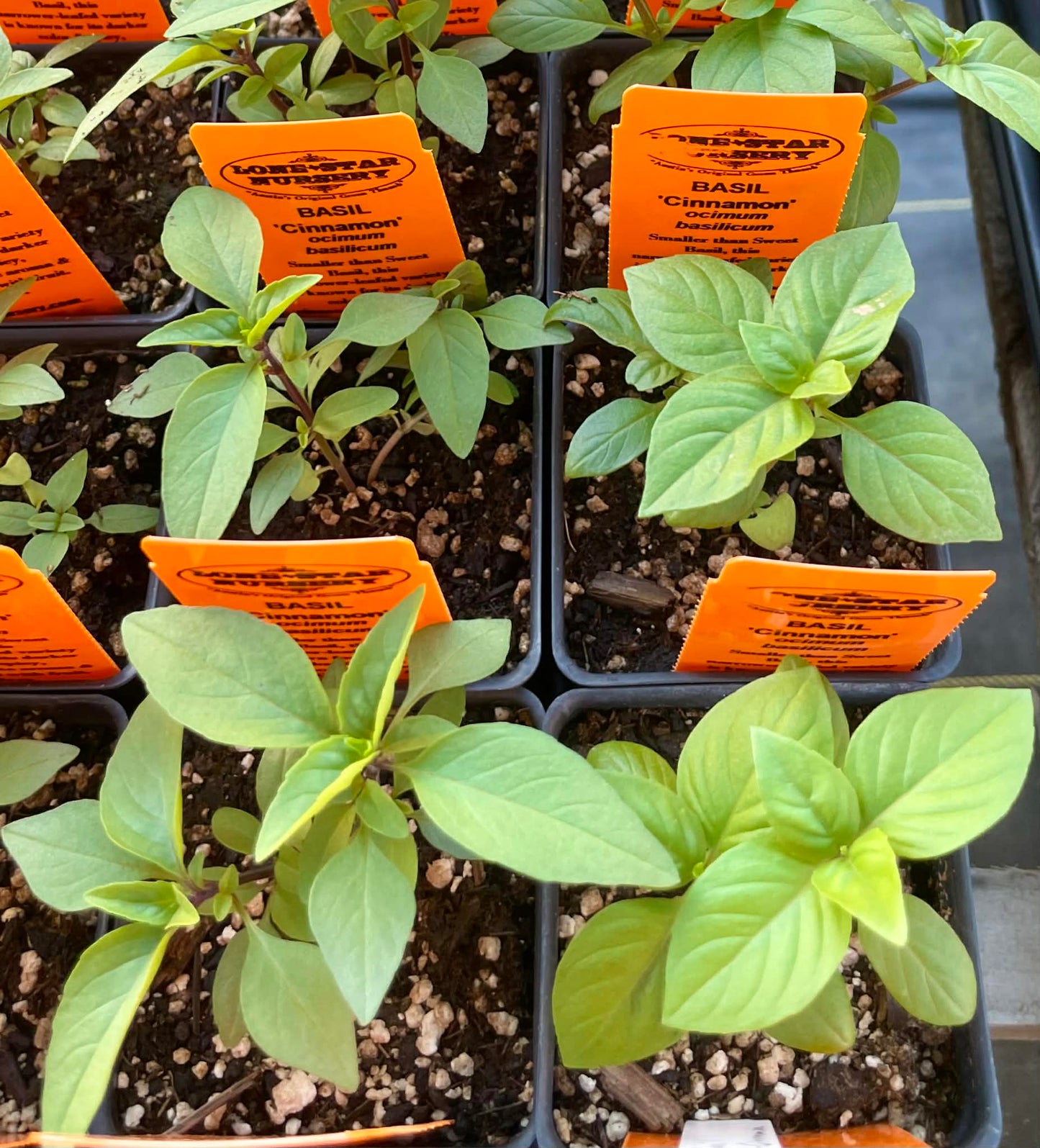 BASIL 'Cinnamon' --Ocimum basilicum--