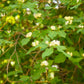 Lonicera albiflora --Western White Honeysuckle--