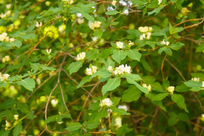 Lonicera albiflora --Western White Honeysuckle--