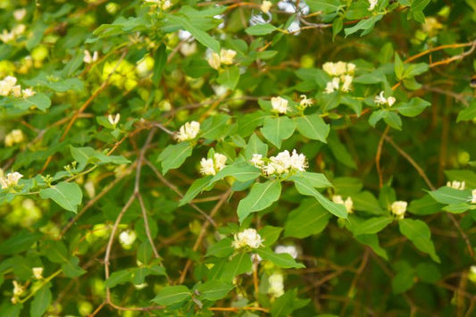 Lonicera albiflora --Western White Honeysuckle--