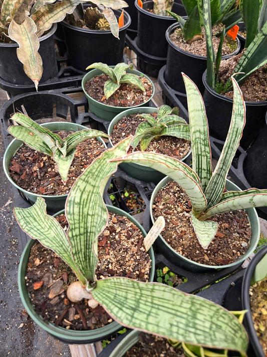 Sansevieria phupramorn 'Delight' x. rhodesiana --Cleopatra Snake Plant--