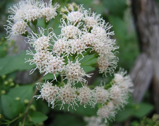 Eupatorium havanense --Fragrant Mistflower--