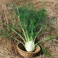 FENNEL 'Finale' --Foeniculum vulgare--