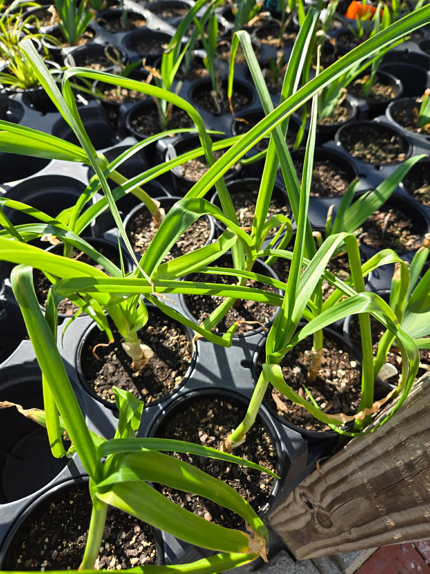 Crinum --Alba Lily--