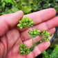 MARJORAM 'Spanish' --Origanum vulgare 'Virens'--