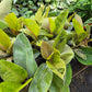 Ficus elastica 'Shivereana' --Moonshine Rubber Tree--