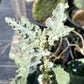 Sphaeralcea ambigua --Fuzzy Apricot Globemallow--