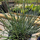 Euphorbia antisyphilitica --Candelilla--