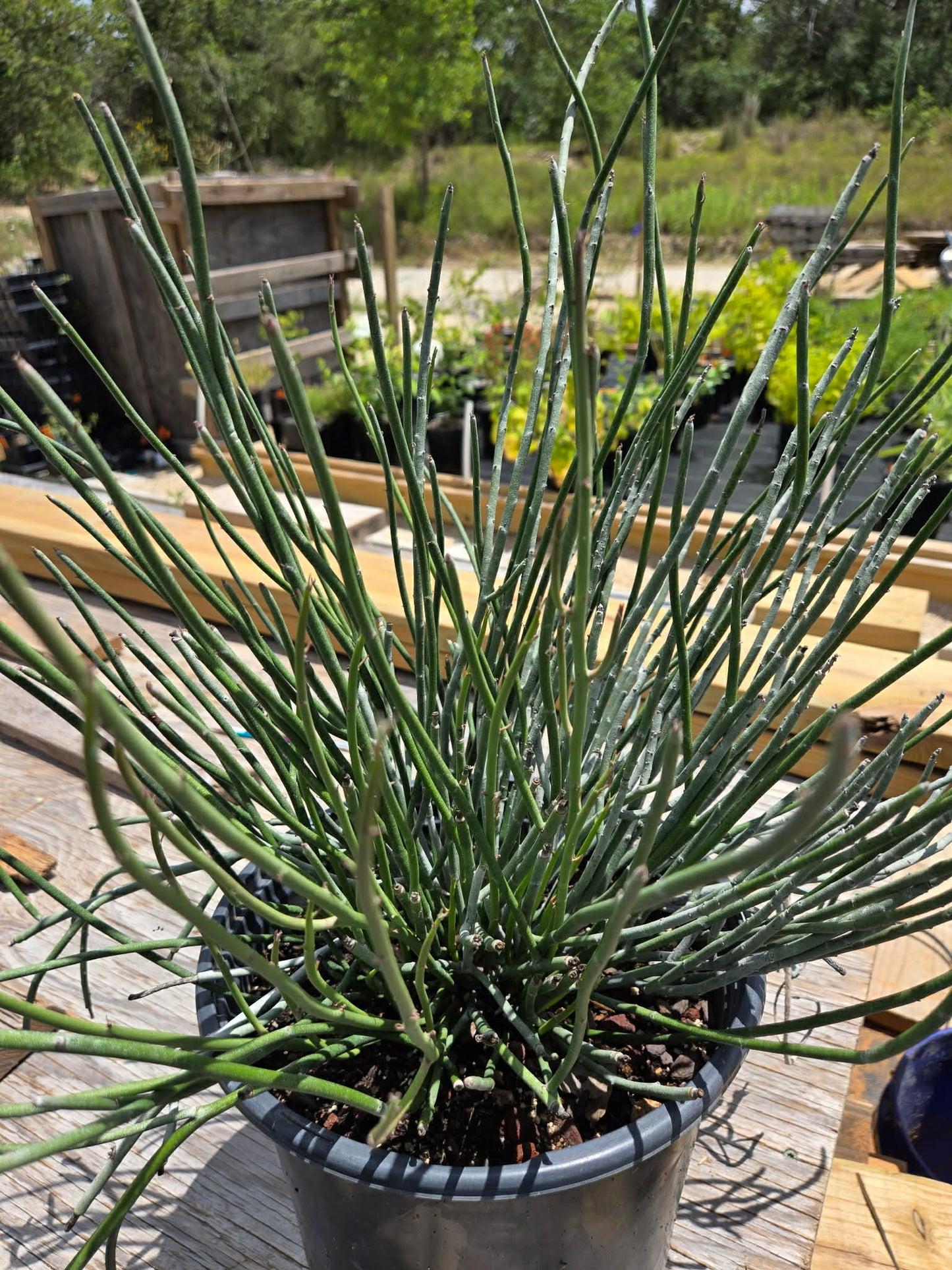 Euphorbia antisyphilitica --Candelilla--