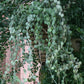 Xerosicyos danguyi --Silver Dollar Vine--