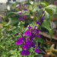 Salvia greggii --Compact Dark Violet Velvet Autumn Sage--