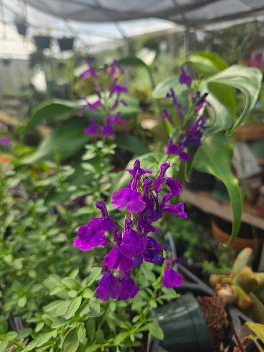 Salvia greggii --Compact Dark Violet Velvet Autumn Sage--