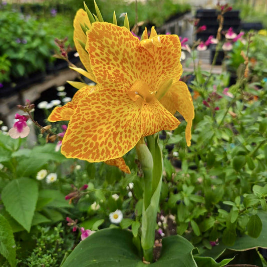 Canna x generalis 'Yellow Leopard'