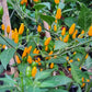 PEPPER 'Yellow Chile Pequin'