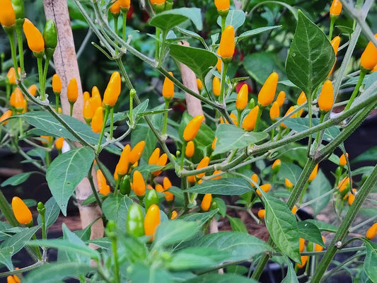 PEPPER 'Yellow Chile Pequin'