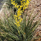 Hesperaloe parviflora --Yellow Yucca--