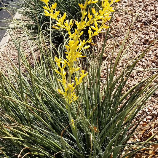 Hesperaloe parviflora --Yellow Yucca--