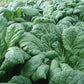 ASIAN GREENS 'Misome'