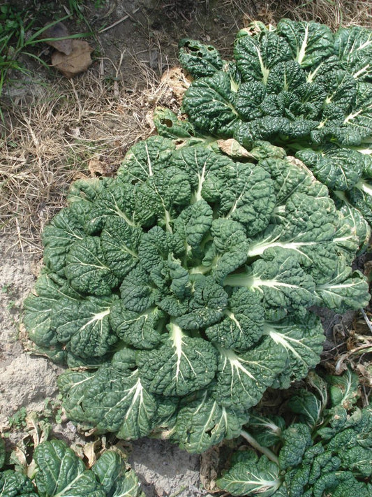 ASIAN GREENS 'Misome'