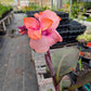 Canna x generalis --Peach Canna--