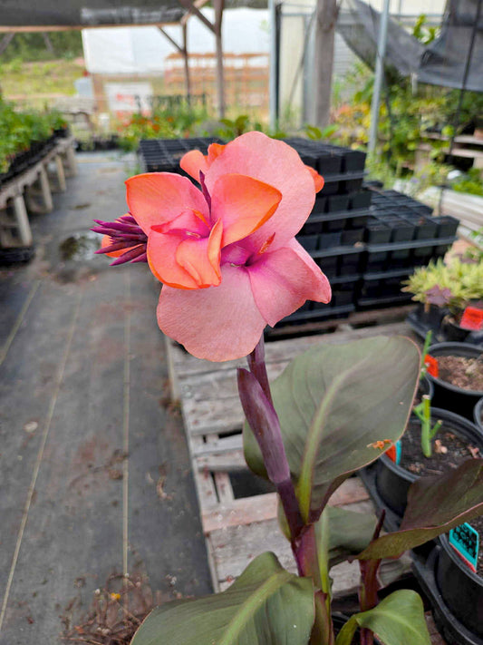 Canna x generalis --Peach Canna--