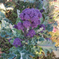 BROCCOLI 'Purple Reign Sprouting'