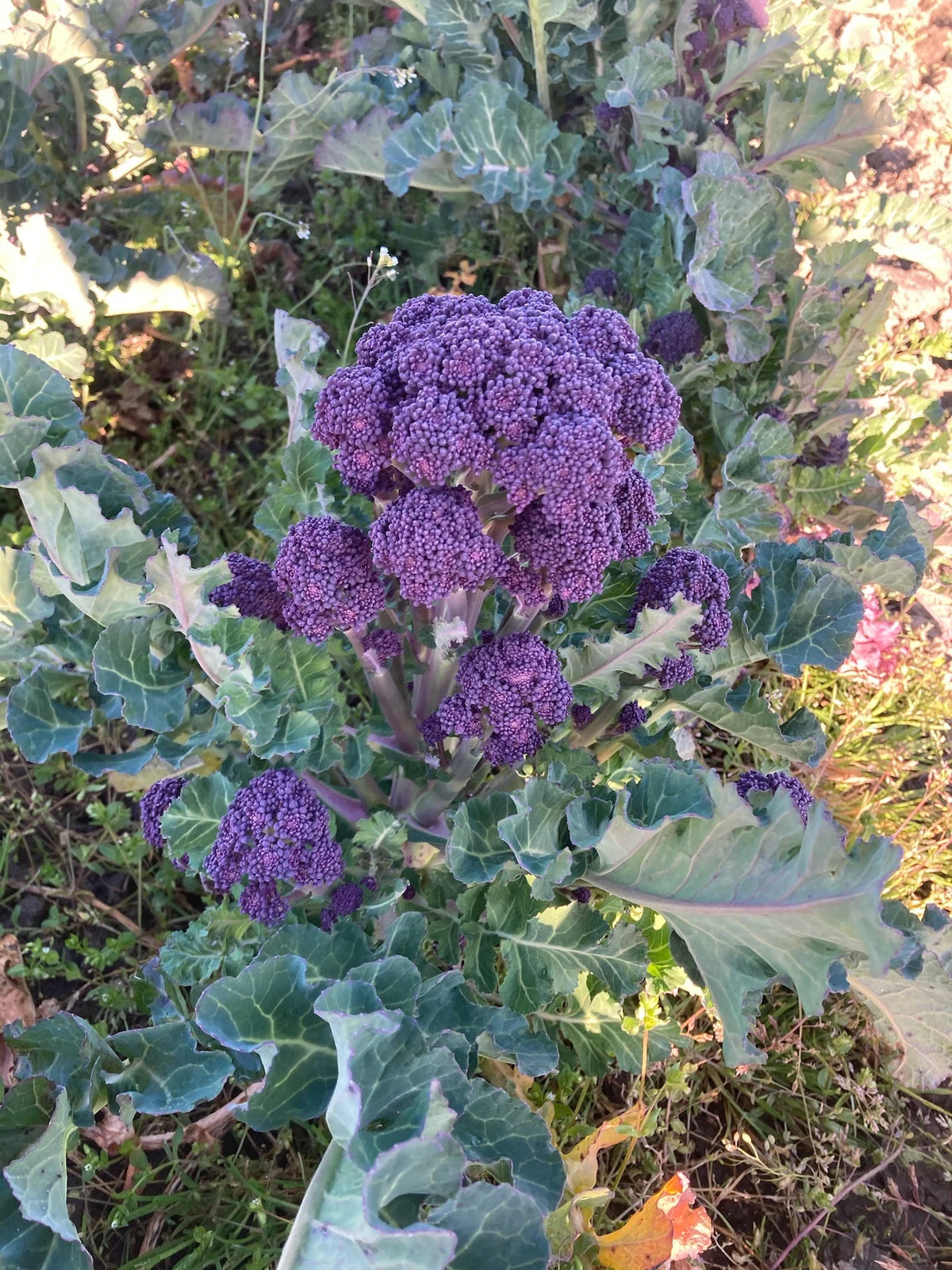 BROCCOLI 'Purple Reign Sprouting'