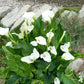 Zantedeschia aethiopica --African Gold Calla Lily--