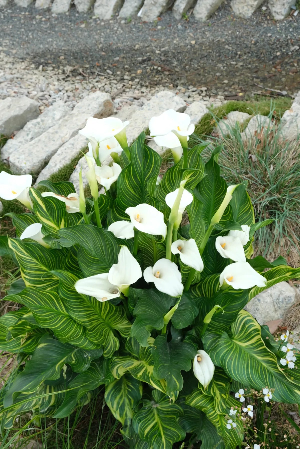 Zantedeschia aethiopica --African Gold Calla Lily-- - Texas