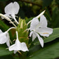 GINGER LILY 'Luna Moth' --Hedychium coronarium--