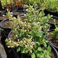 Agastache --Light Pink Hyssop--