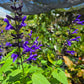 Salvia guaranitica --Ultraviolet Sage--