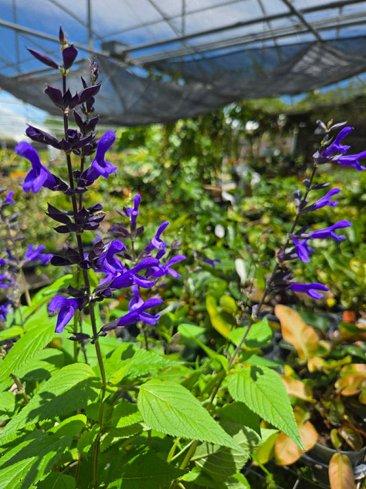 Salvia guaranitica --Ultraviolet Sage--