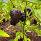 PEPPER 'Zulu'