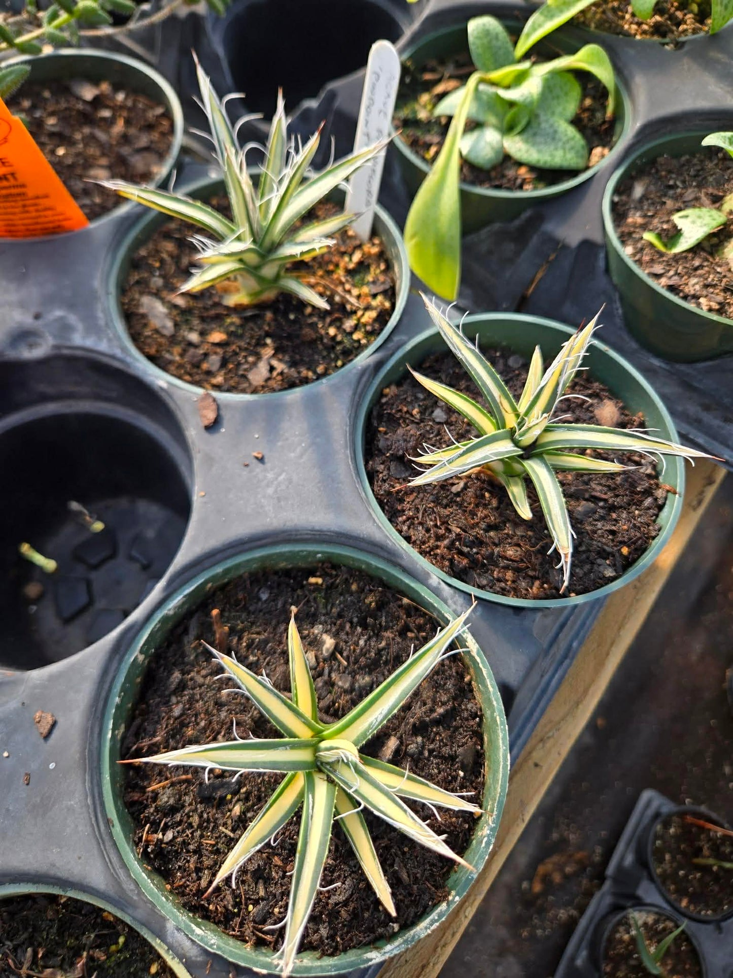 Agave parviflora 'Pinpoint'